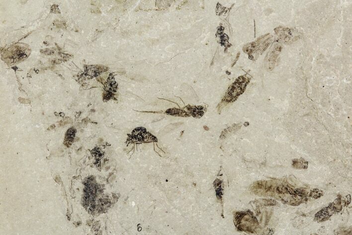 Insect Fossil Cluster- Green River Formation, Utah #101615